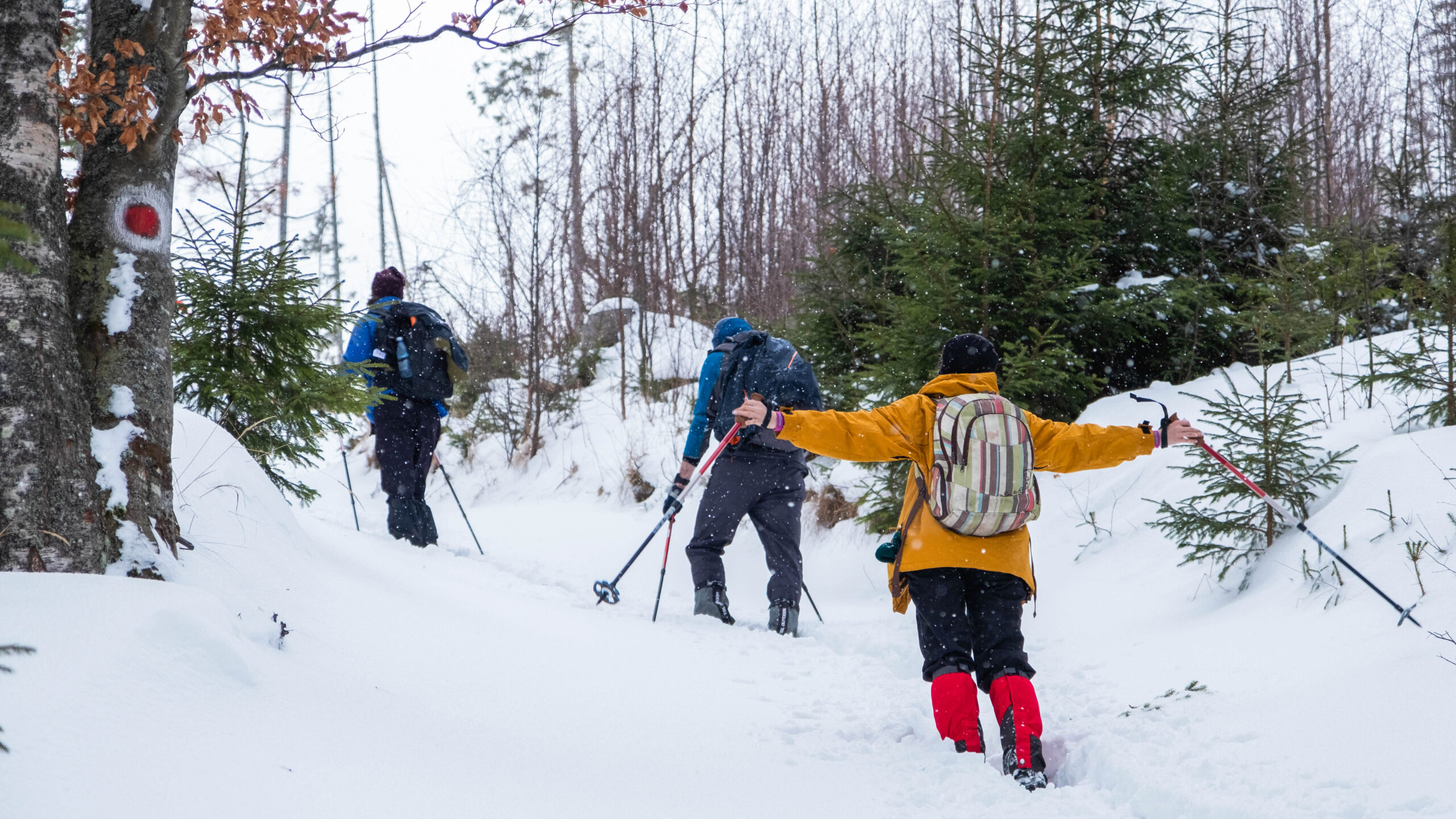The back of experienced friendly hikers with bright ski costumes and colorful hats. The path covered in snow and other hikers in the background